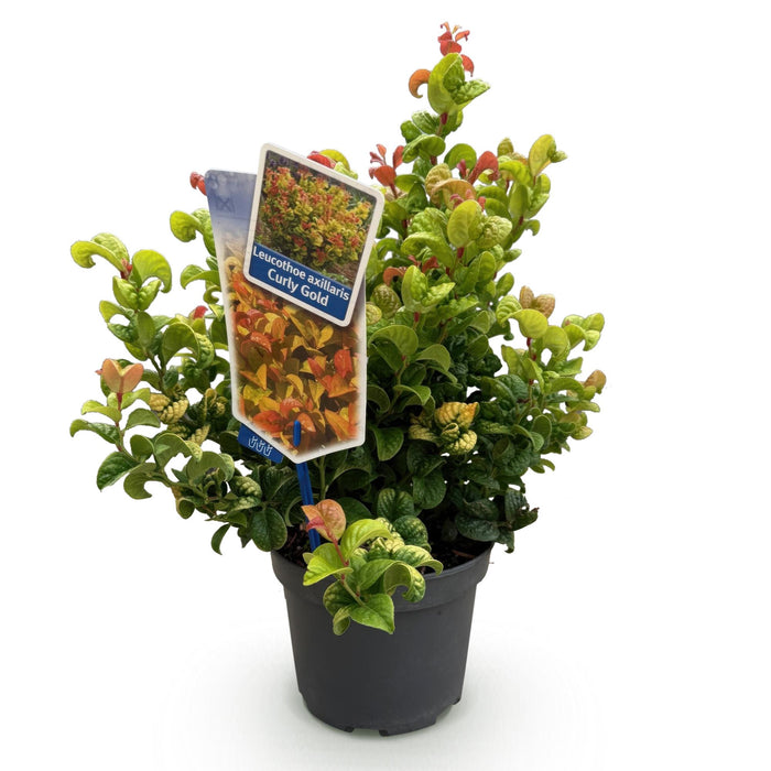 Leucothoe Curly Gold - Geel - 1 Plant - Groenblijvend - Weinig Onderhoud - Pot 17cm Hoogte 40cm