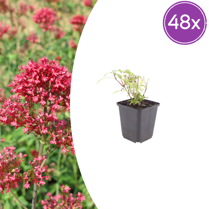48x Centranthus ruber 'Coccineus' - ↕10-25cm - Ø9cm
