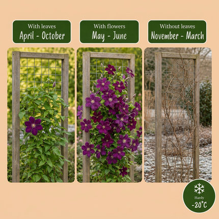 Clematis Warszawska Nike - Bosrank 6x - Rood - Klimplant - Ø9cm - ↕35cm