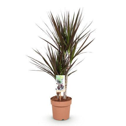 Dracaena Magenta - Dragon Tree - ↕70-80cm - Ø17cm