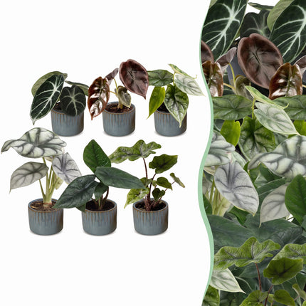 Baby Alocasia Familie 6x - Rood - Groen - Zwart - Zilver - Grijs - Tropisch - incl. Linnea Misty Blue - Ø6cm - ↕12cm