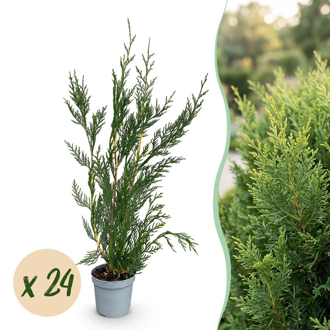 Cupressocyparis leylandii 2011 - Leylandii - 24x Haagplanten - Groenblijvend - Groen - Pot 9cm - Hoogte 30-40cm