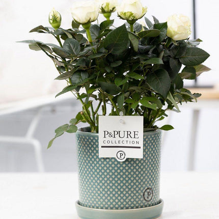 Rosa White in P&amp;PURE Lauren Ceramics - ↕30cm- Ø12cm