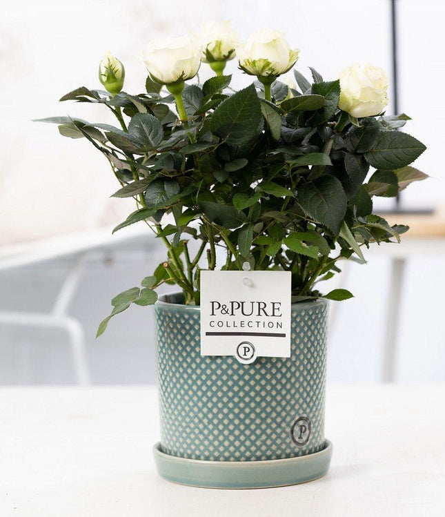 Rosa White in P&amp;PURE Lauren Ceramics - ↕30cm- Ø12cm