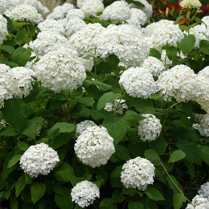 Hydrangea arborescens Annabelle - Hortensia - Winterhard - Wit - 1 Plant - Pot 12cm - Hoogte Hoogte 20-30cm