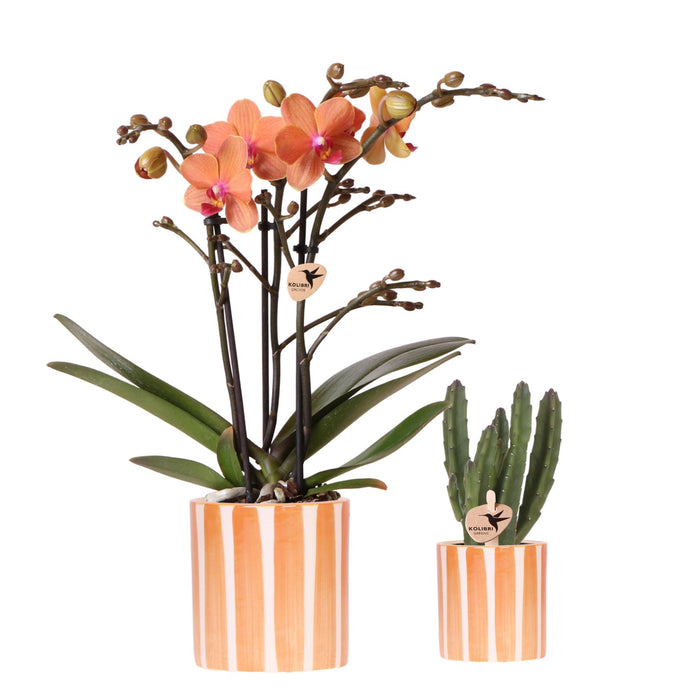 Plantenset Oranje Phalaenopsis Orchidee Bolzano en Succulent incl. keramieken sierpotten