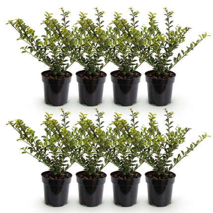 Ilex crenata Golden Gem - Japanse Hulst - 8x Haagplanten - Groenblijvend - Geel - Pot 9cm - Hoogte 20-30cm