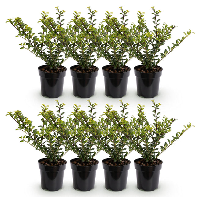 Ilex crenata Golden Gem - Japanse Hulst - 8x Haagplanten - Groenblijvend - Geel - Pot 9cm - Hoogte 20-30cm
