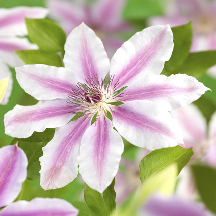 Clematis 'Nelly Moser' – Waldrebe – Rosa Blüte – ↕40 cm – Ø11 cm – 2 Stück