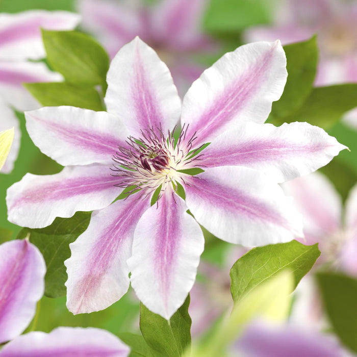 Clematis Nelly Moser - Bosrank - Bloem Roze - ↕40cm - Ø11cm - 2x