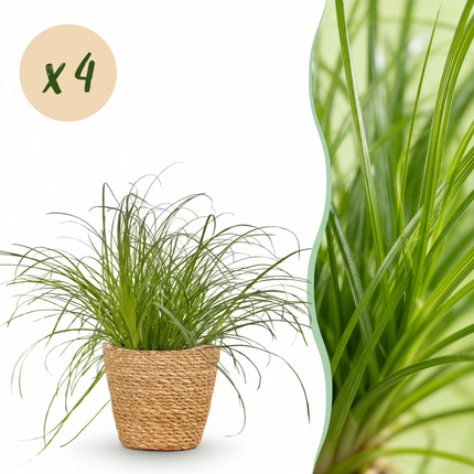 Cyperus alternifolius Zumula - Hierba para gatos - con cesta - ↕20cm - Ø12cm - 4x