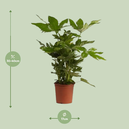 Fatsia Japonica - Fingerplant - ↕40cm - Ø17cm