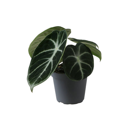 Alocasia Ninja - Zwart - Tropisch - Ø6cm - ↕10cm