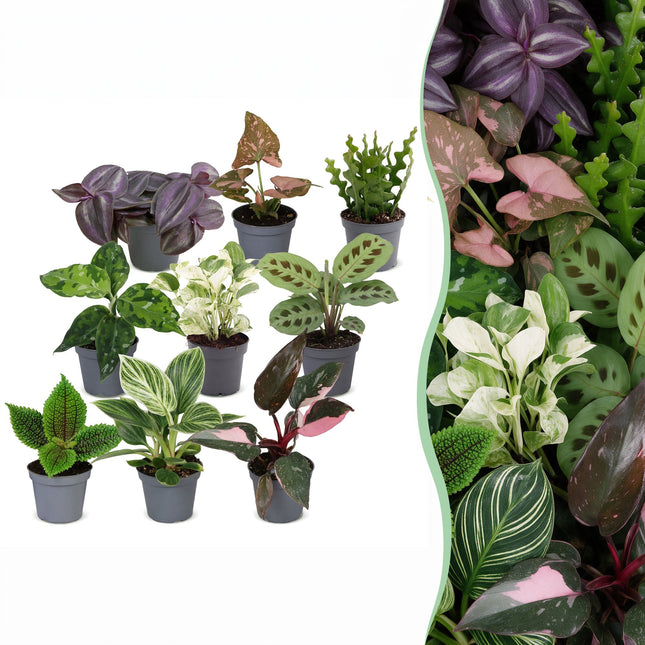 Baby Plants Surprise Box 9x - Verrassingsbox kleine planten - Diversen - Tropisch - Ø6cm - ↕5-15cm