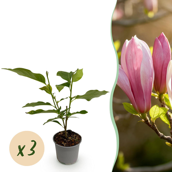 Magnolia Ricki - Bloem Rood - 3 Planten - Bladverliezend - Weinig Onderhoud - Pot 12cm Hoogte 30cm