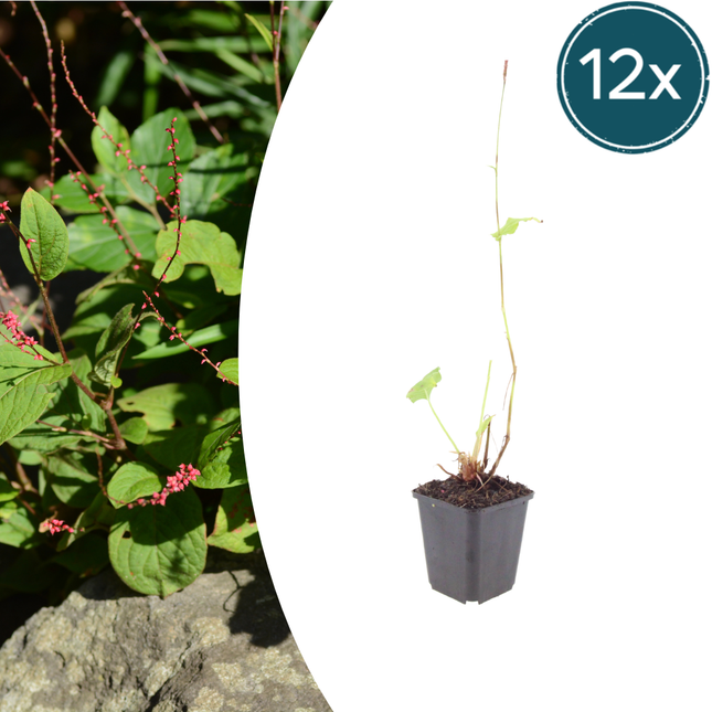Persicaria amplexicaulis 'Speciosa' - Duizendknoop - ↕10-25cm - Ø9cm - 12x
