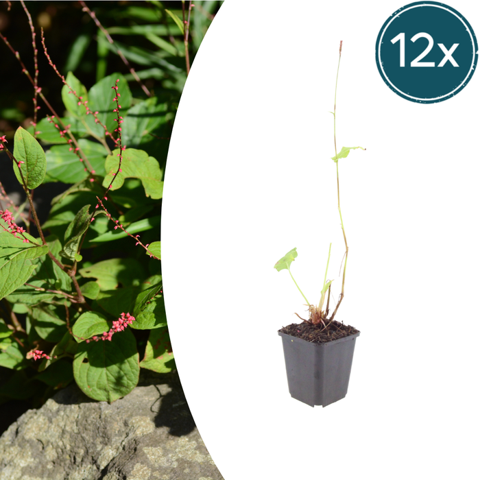 12x Persicaria a. 'Speciosa' - ↕10-25cm - Ø9cm