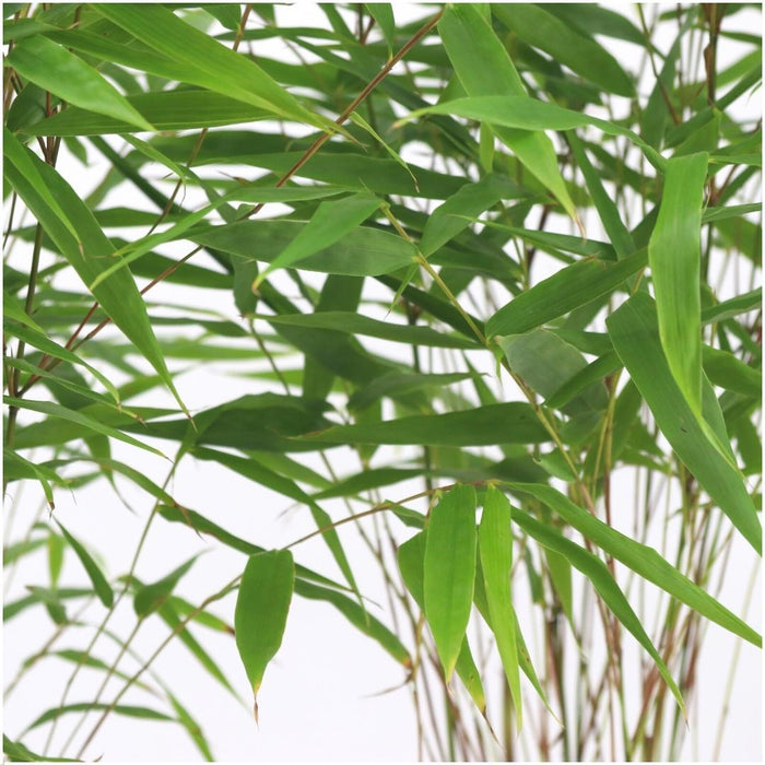 Fargesia Rufa - Bamboe - ↕25cm - Ø13 cm - 6x