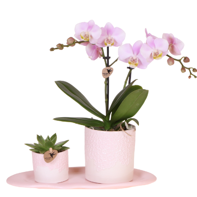 Kolibri Orchids | Coffret Cadeau Bloom rose | Orchidée Phalaenopsis rose Portugal avec plante verte dans des pots décoratifs Bloom rose sur plateau Cloud rose