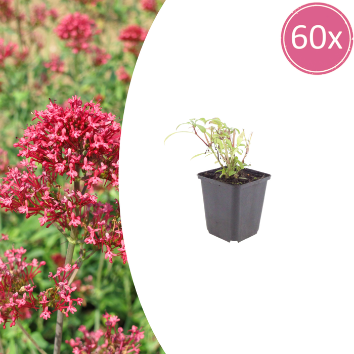 Centranthus ruber 'Coccineus' - Spoorbloem - ↕10-25cm - Ø9cm - 60x