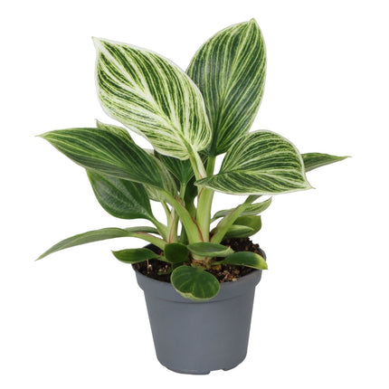 Philodendron Witte Maat - Groen - Wit - Tropisch - Ø6cm - ↕10cm