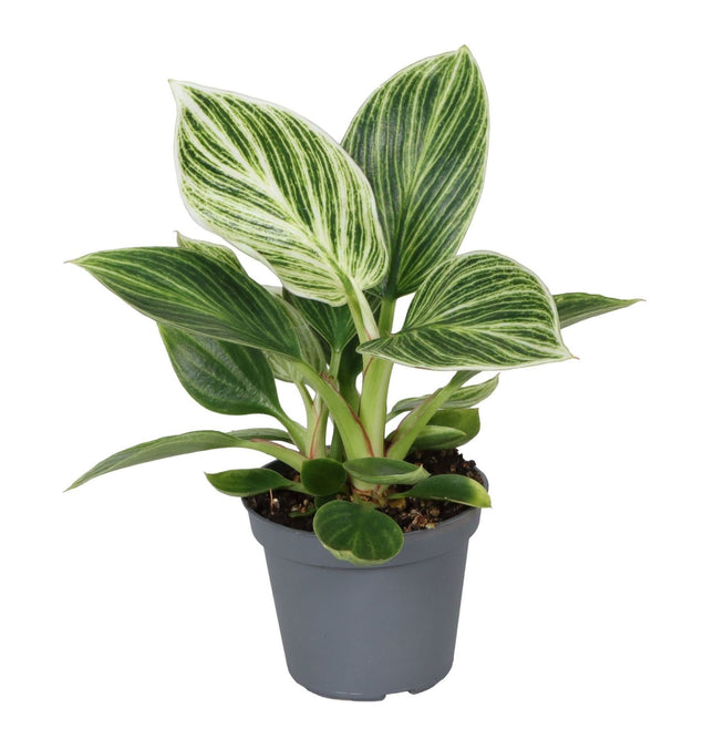 Philodendron Witte Maat - Groen - Wit - Tropisch - Ø6cm - ↕10cm