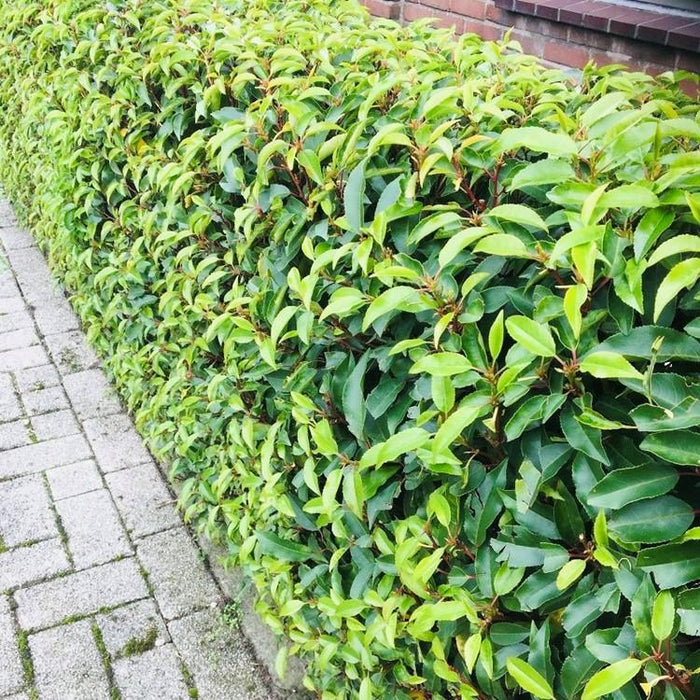 Haagplanten - Prunus lusitanica Angustifolia - blad groen - 8 planten - 1 strekkende meter - groenblijvend - pot 9cm hoogte 30-35cm