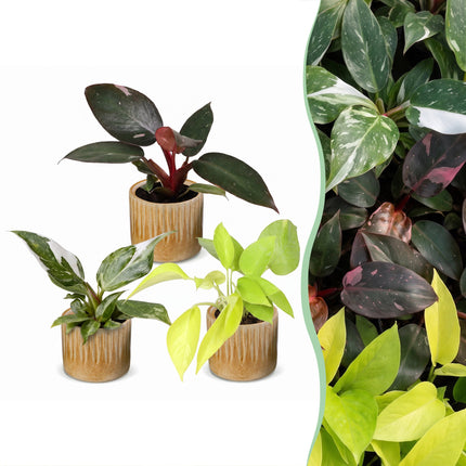 Baby Philodendron Tricolour 3x - Wit - Roze - Geel - Groen - Tropisch - incl. Linnea Honey - Ø6cm - ↕10-15cm