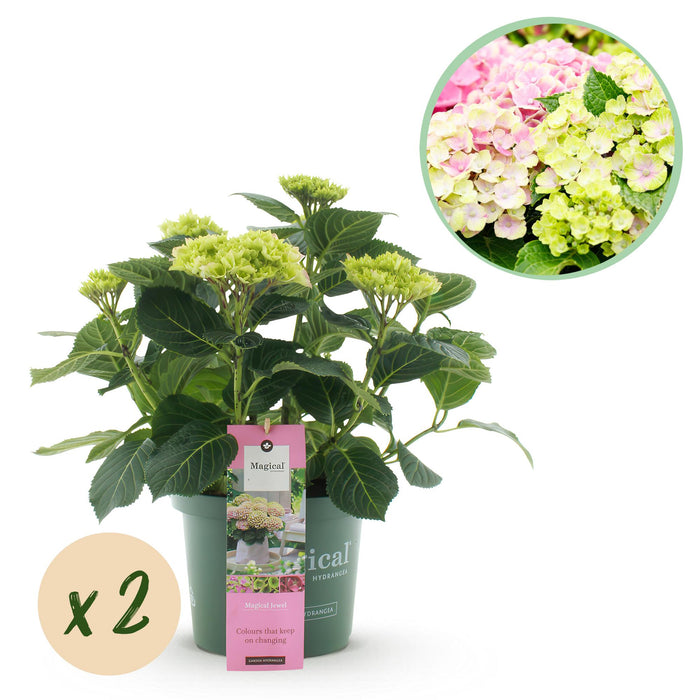 Terrasplant - Hortensia - Hydrangea Magical Jewel Pink - Roze - 6-10 Bloemen - 2 Planten - Pot 23cm Hoogte 55cm