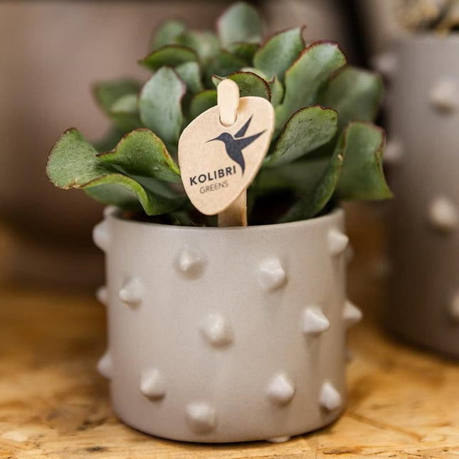 Kolibri Home | Spike blomkruka - Grå - Ø6cm
