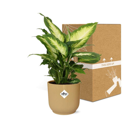 Dieffenbachia 'Camilla' in elho Vibes Fold Ø14cm giallo - ↕30-40cm