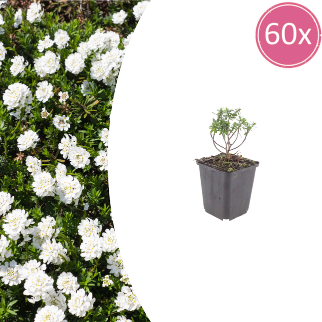 Krom blomst - Iberis sempervirens 'Schneeflocke' - ↕10-25cm - Ø9cm - 60x