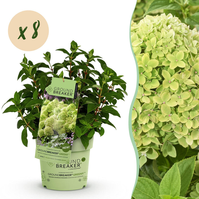 Hydrangea panniculata Groundbreaker Greeny - Pluimhortensia - Creme - ↕20-25cm - Ø14cm - 8x