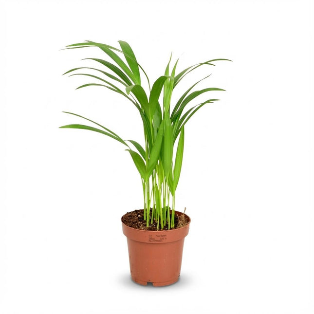 Areca Dypsis Lutescens – Goldpalme – ↕40 cm – Ø12 cm