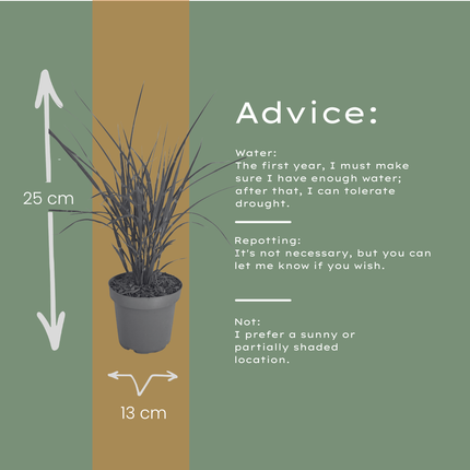 Miscanthus sinensis ‘Zebrinus’ – Zebragras - Ø12cm - 6x