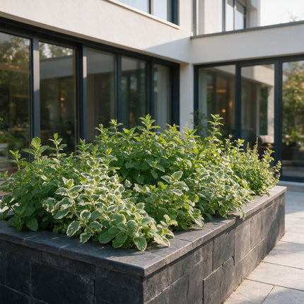 Borderpakket - Theekruiden - Diversen - Soorten en kleuren - 12 Planten - Pot 11cm - Hoogte 15-25cm