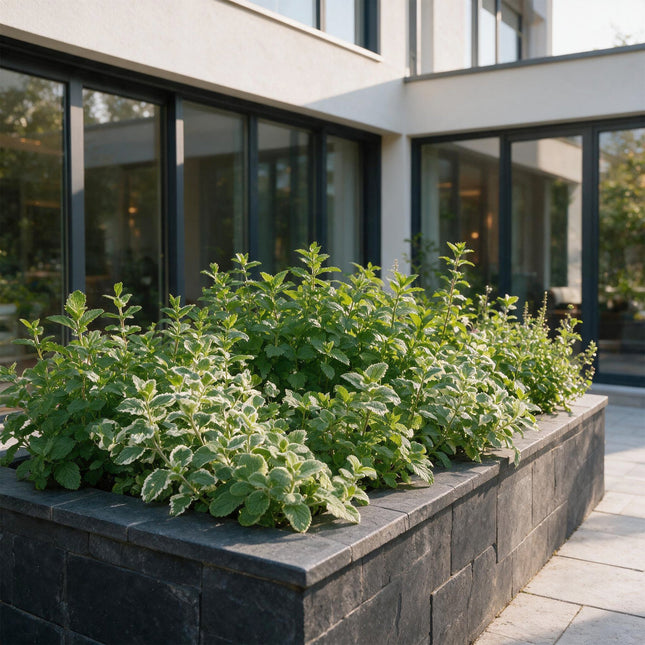 Borderpakket - Theekruiden - Diversen - Soorten en kleuren - 12 Planten - Pot 11cm - Hoogte 15-25cm