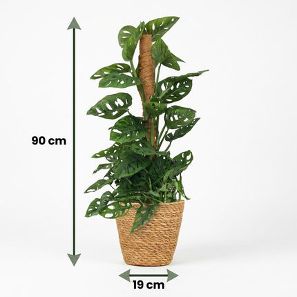 Monstera Andansonii Mosstok - Monkey Mask - met Mand - ↕90cm - Ø19cm