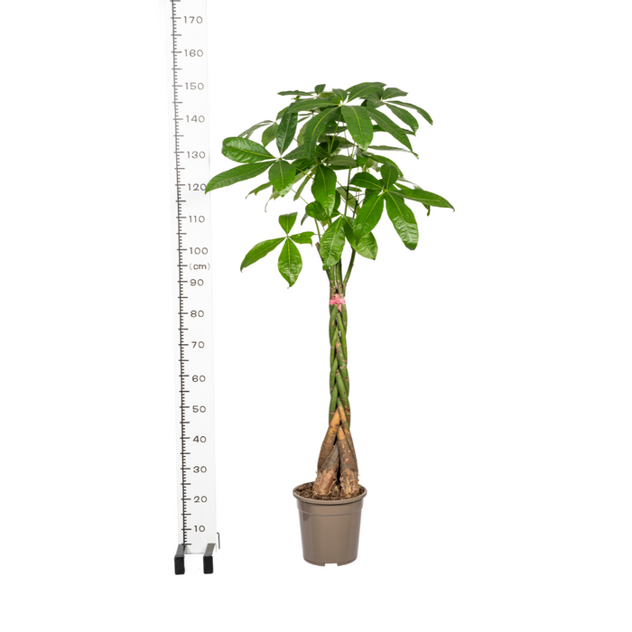 Pachira Aquatica - Geldboom - ↕120-140cm - Ø24cm