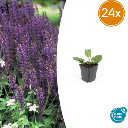 Salvia Nemorosa 'Mainacht' - Waldsalbei - ↕10-25cm - Ø9cm - 24x