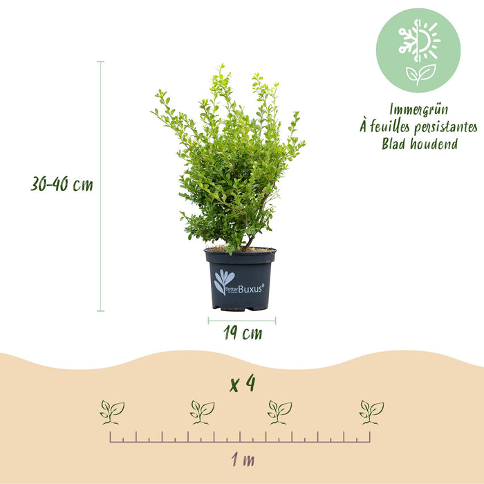 Buxus Haag - BetterBuxus Babylon Beauty - Resistant tegen de Buxus schimmel - 1 strekkende meter - ↕50-55cm - Ø19cm - 4x