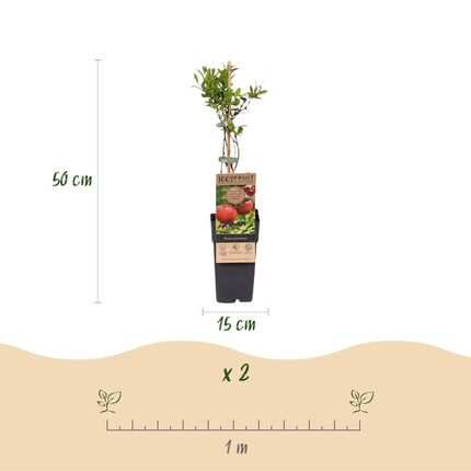 Punica granatum - Melograno - Resistente - Frutto rosso-arancio - 2 piante - Vaso da 15 cm - Altezza 50 cm