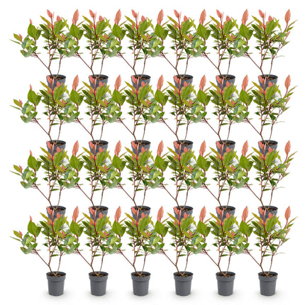 Photinia fraseri Little Red Robin - Glansmispel - 24x Haagplanten - Groenblijvend - Rood - Pot 9cm - Hoogte 25-35cm