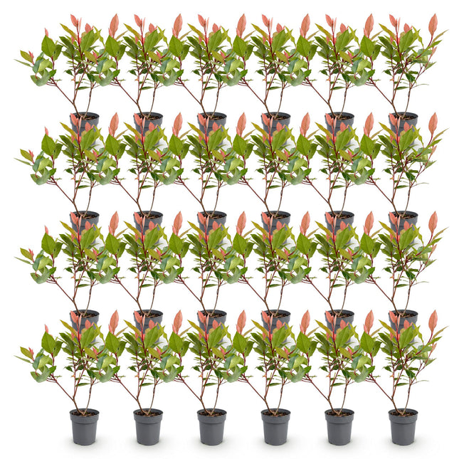 Photinia fraseri Little Red Robin - Glansmispel - 24x Haagplanten - Groenblijvend - Rood - Pot 9cm - Hoogte 25-35cm