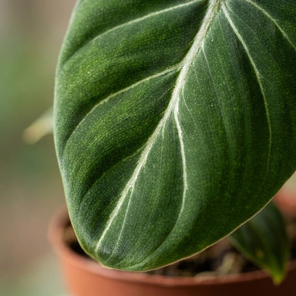 Philodendron Gloriosum - Glorie Philodendron - 4x - met Potter Grijs - Pot 12cm - Hoogte - 25cm