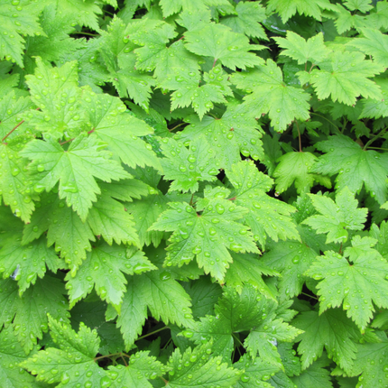 Tiarella cordifolia - Schuimbloem - ↕10-25cm - Ø9cm - 24x