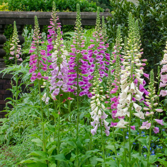 Vingerhoedskruid - Digitalis purpurea - ↕10-25cm - Ø9cm - 6x