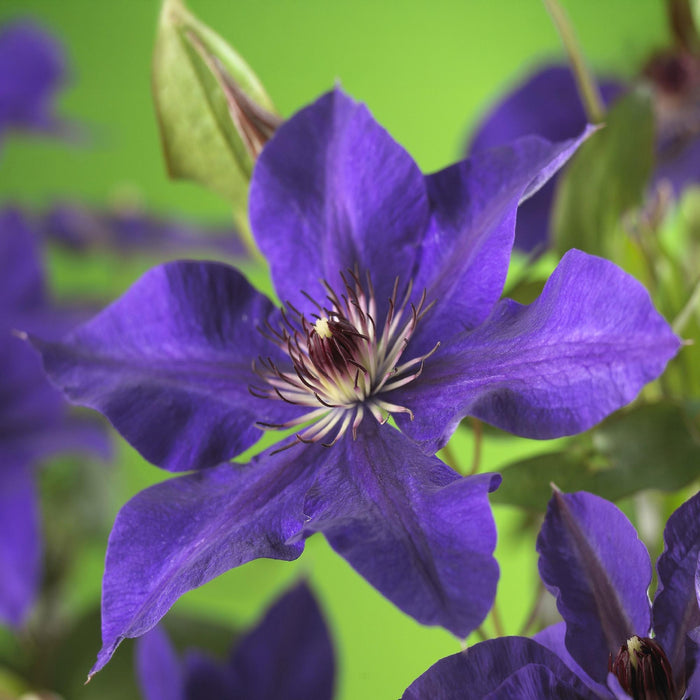 Clematis The President - Bosrank - Bloem Roze - ↕40cm - Ø11cm - 2x