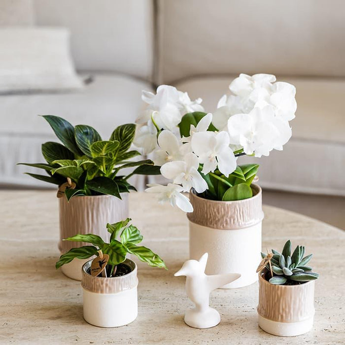 Kolibri Home | Bamboo sierpot - Sand - Ø9cm