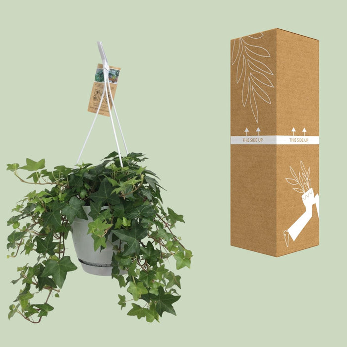 Hedera Helix Groen - Hangpot Wit / Basic - Ø17cm